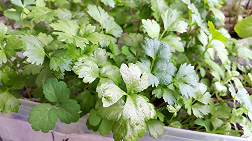 Skärselleri/selleriblad 2 000 x premiumfrön (1 g) – 100 % naturfrön – året runt