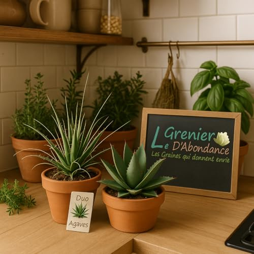 Massor av 50 graines à semer - Le Grenier d'Abondance - variétés d'Agaves Succulent - 2 sachets individuels
