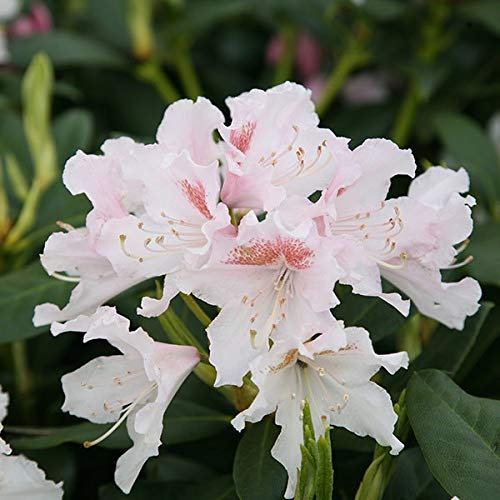 Rhododendron 'Cunningham White' 40-50 cm en conteneur