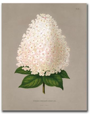 HSCFWYLN Canvas Painting Poster and Print Pictures Panicled hydrangea (Hydrangea Paniculata) Plant Poster Living Room and Bedroom Decoration 8x12inch