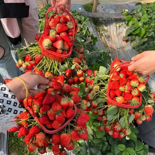 erdbeer samen hängend, erdbeersamen balkon obstsamen, winterfeste pflanzen für balkon erdbeeren samen topfpflanzen draußen winterhart winterharte pflanzen für garten zimmerbonsai 350pcs