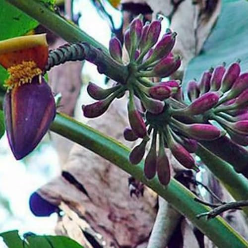 Luojuny Bananensamen, 10 Stück blaue burmesische Bananensamen, Outdoor-Garten, köstliche essbare Obstbaumpflanze Bananensamen