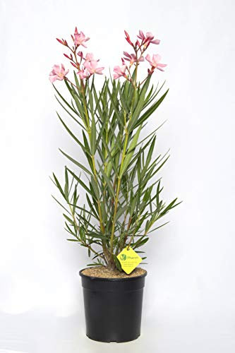 Plantì NERIUM OLEANDER, Oleander Echte Outdoor-Pflanzen zur Dekoration städtischer Umgebungen, Immergrüne Heckenpflanzen mit glänzenden und ledrigen Blättern Topfdurchmesser 19 cm (Pink)