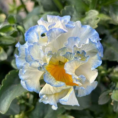 semi resistenti viola del pensiero - copertura del terreno, perenne di viola del pensiero, decorazioni, luoghi soleggiati 600pcs