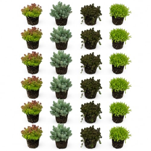 vdvelde․com - Sedum mix 24 plantas, tapizante rocalla para 2-3 m2