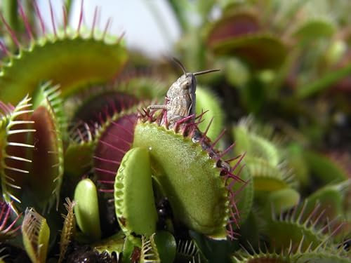 SMB SEEDS ''Dionaea muscipula : Cultivez Votre Propre Jardin Botanique avec Cette Plante Carnivore Unique, Une Invitation à la Découverte et à l'Émerveillement''