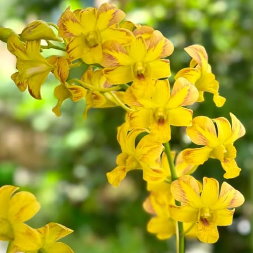 semi di orchidea dendrobium Semi di perenni, resistenti da balcone esotici perenni da giardino, appartamento rare selvatici recisi per gli amanti 600pcs