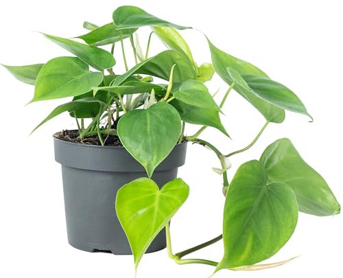 Baumfreund Philodendron scandens Plante d'intérieur facile d'entretien Hauteur : env. 20 cm Diamètre du pot : 12 cm