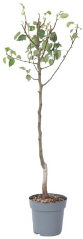 Plant in a Box - Pyrus communis 'Conference' poirier - Arbre fruitier - Pot 21cm - hauteur 90-100cm