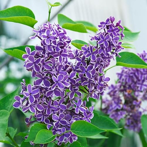 Common Lilac Bushes Ready to Plant, Lilac Syringa Trees Live Plants, Fragrant Shrub for Planting, 9 Months Old Tree