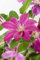 Clematis Hybrid 'Comtesse de Bouchaud' 60-100 cm - Waldrebe, rosa Blüten, Blütezeit Juni-September, ideal für Rankgerüste, pflegeleicht und winterhart