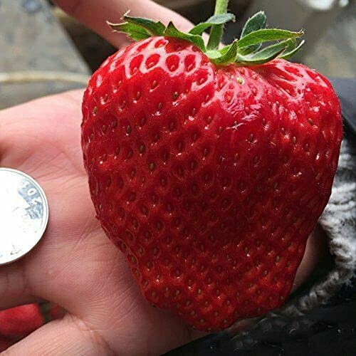 10 seeds of Giant Strawberry - FRAGARIA ANANASSA:Seeds only