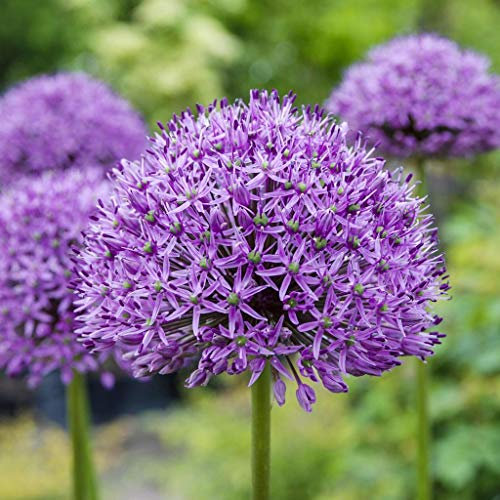 Allium Lot de 2 bulbes de fleurs, bulbes et plantes d'extérieur pour bonsaï, fleurs d'allium qui illuminent le jardin comme un feu d'artifice en fleurs (violet)