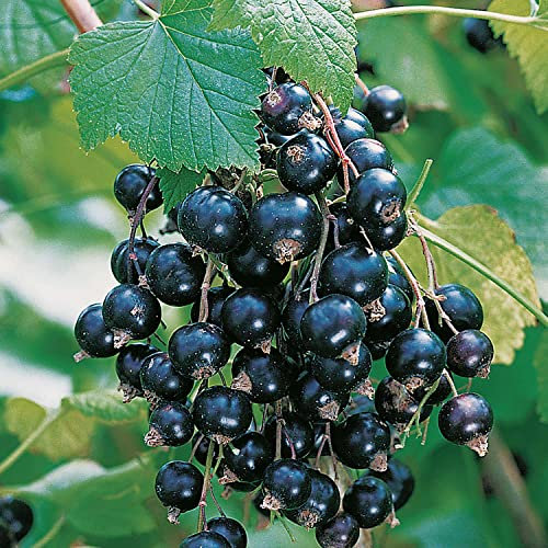 Schwarze Johannisbeere 'Leandra' - Hochstamm