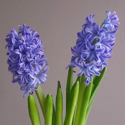 9bulbi di giacinti - giacinti - primaverili estate di selvatici,perenne, vere primaverile, rara