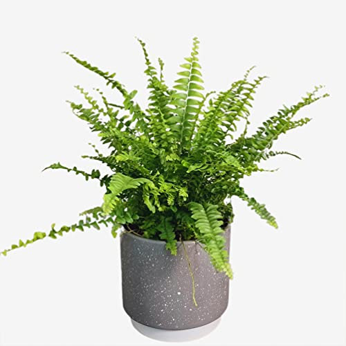 Boston Fern – Lush Indoor Houseplant for Home & Office – Air-Purifying & Low Maintenance