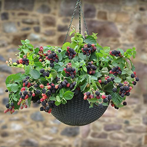 You Garden - 3 x BlackBerry 'Black Cascade' in 9cm Pots - Trailing BlackBerry Plants Ready to Plant Out Garden Ready Plants Supplied as Established Plants in Pots