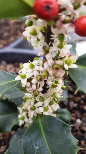 Ilex x meserveae BLUE PRINCESS 'Conapry' / Houx arbustif femelle/Godet/Arbuste persistant