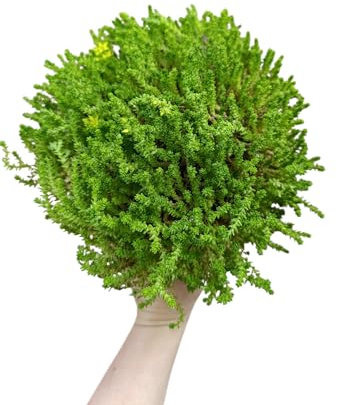 Sedum acre borracina comune pianta grassa da esterno crassula pianta grassa giardino roccioso