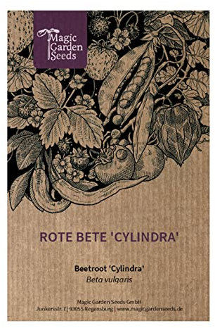 Betterave rouge 'Cylindra' (Beta vulgaris) env. 300 semences