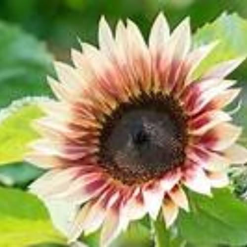 Sonnenblumen samen,winterhart mehrjährig,helianthus annuus,garten Blumensamen,helianthus annuus,riesen sonnenblumen samen,Blumensamen Helianthus,Sonnenblumensamen Saatgut.-1000samen-G