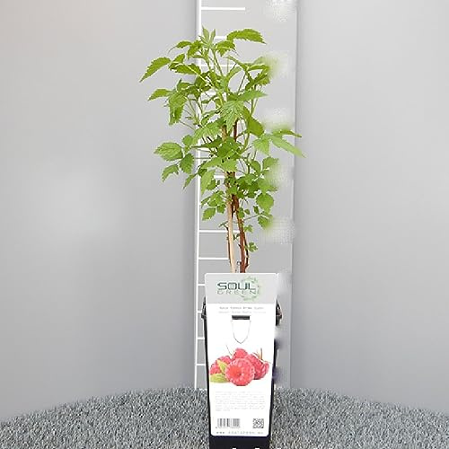 SAVINI VIVAI Pianta di Lampone Rosso Unifero Glen Ample senza spine Piante di Frutti di Bosco Albero in vaso 11x11 cm Altezza 50 cm Made in Italy