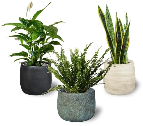 Pack 3 Plantas Naturales Interior Purificadoras del Aire: Sanseviera + Helecho de Boston + Lirio de Paz, Ø12-13 cm, Alto 30-50 cm,Decoración del Hogar (No Incluye Maceta de cerámica)