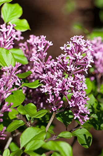 Syringa meyeri 'Palibin' 60-80 cm - Zwergflieder, zartrosa Blüten, Blütezeit Mai-Juni, ideal für kleine Gärten, duftend, pflegeleicht und winterhart