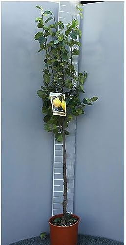 SAVINI VIVAI Poirier Coing Plantes Fruitières Poirier en Pot 22-24 cm 2-3 Ans Hauteur 130-150 cm