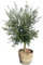 Olivenbaum Olive 25 Jahre 170 cm in ein Halb-Weinfass eingefanzt mit 3 Rollen unter dem Weinfass , A+ Qualität, winterhart, Olea Lechin Winterhart -18