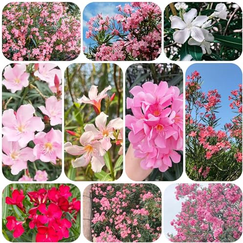 Oleander - samen gartenpflanzen zimmerpflanzen blumensamen Oleander topf pflanze blumen samen bäume zierbaum winterhart stauden dekopflanzen - Seltene Pflanzen - sträucher winterhart 30pcs