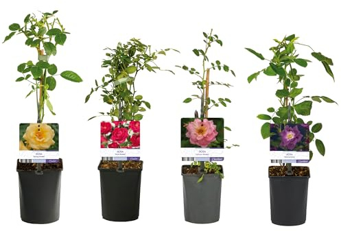 GardenersDream 4X Rose in Vaso Miste – Royal Queen, Spring Queen, Salmon Queen e Veilchenblau – Arbusti da Giardino Facili da Curare per Bordure e Contenitori
