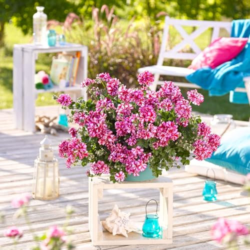 Geranie 'Lollipop Mariska Dark Red' rot-weiß, hängend, Topf-Ø 13 cm, 6er-Set