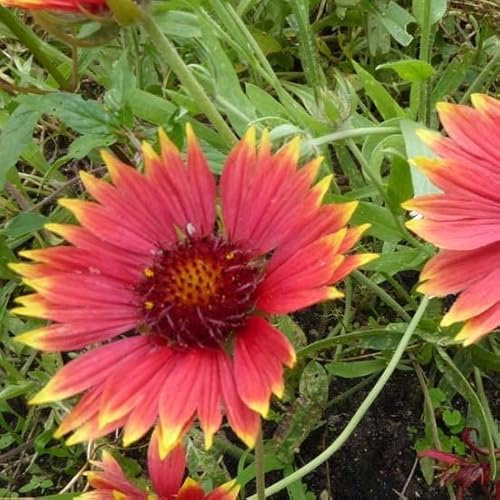 6 fiori di coccarda - Gaillardia Tokayer - Vaso da 9 x 9 cm - Pianta estiva a fioritura abbondante