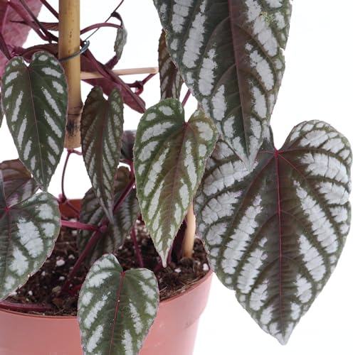 Rex Begonia Vine - 4 Live Starter Plants in 2 Inch Pots - Cissus Discolor - Extremely Rare and Beautiful Vining Indoor Houseplant - Air Purifying