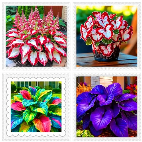 rizoma de Hosta para jardines de sombra/hojas frondosas para decoración paisajística-4rizoma-B