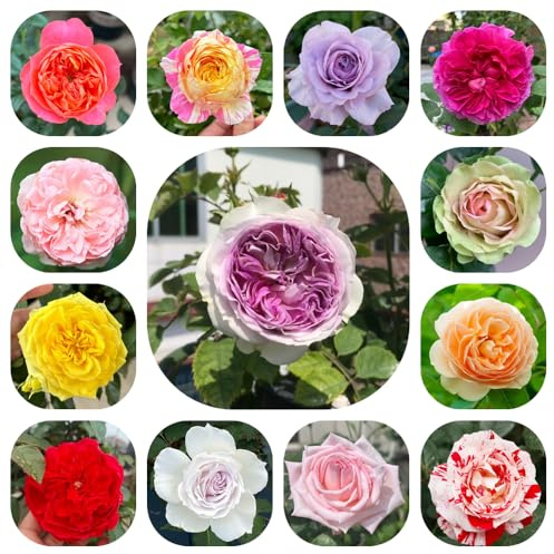 rosal - Rosa chinensis - de balcón jardín de rocas jardín trepadoras Cubresuelos resistentes resistentes pleno sol con, semillas, 200semillas