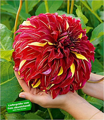 BALDUR Garten Dahlie Bohemian Spartacus, 2 Knollen Dahlia Seerosendahlie