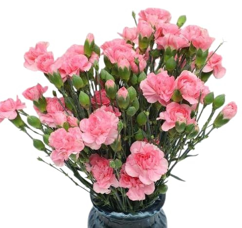Bouquet de Clavel Rosa con 50 Flores Naturales de Alta Duración