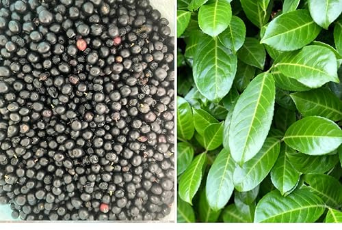 Cherry Laurel 50+ Seeds Own 2025 Harvest Fast Growing Evergreen Hedging