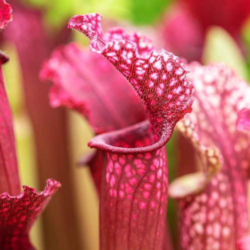 YouGarden Trumpet Pitcher Plant, Indoor Plant, Sarracenia stevensii, Established Houseplant in 9cm Pot, Ready to Display Indoor Plant for Home and Office
