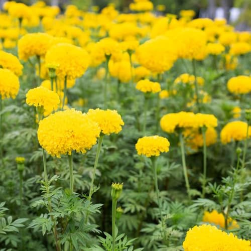 Semillas de Tagetes - cubierta perenne resistente - Serie Raras - de jardín rocas resistentes semillas perennes resistentes caléndulas para balcón 40pcs