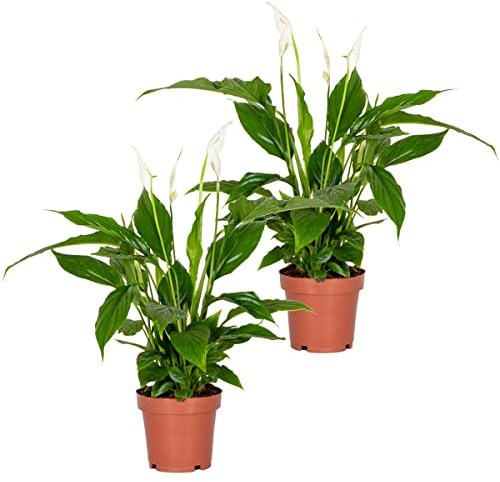 Bloomique - Lot de 2 - Spathiphyllum - Fleur de lune - Plantes d’intérieur - Dépolluante - Hauteur 30-40 cm - Pot 12 cm