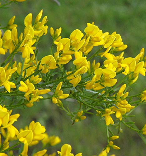 Stein Ginster 30-40cm - Genista lydia