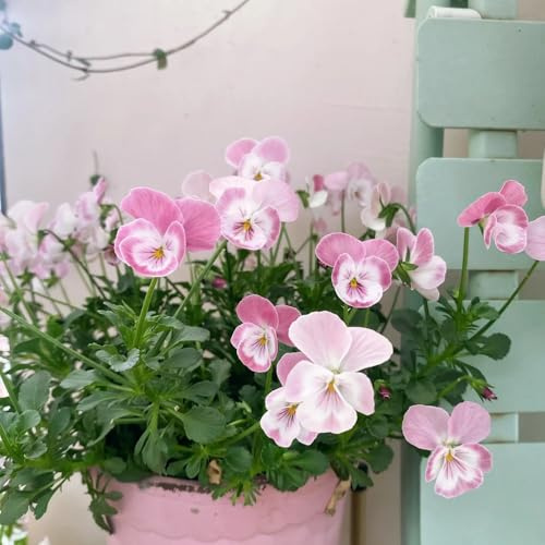 stiefmütterchen bio - wild mehrjährig deko balkon garten winterharte exotische 450samen