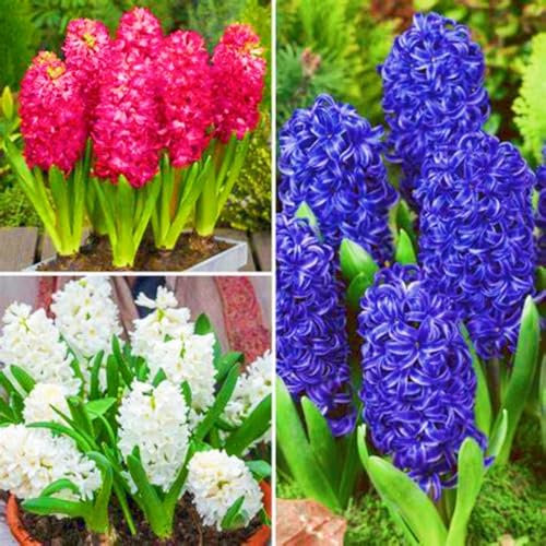 Hyazinthenzwiebel-Winterhart MehrjäHrig,Hyazinthen Rhizome,Hyazinthenzwiebeln Zu Verkaufen,Hyazinthen Zwiebeln Winterhart,In Töpfe Pflanzen,Bonsai-Pflanzen-4zwiebeln-a