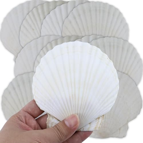 16 Piezas Conchas Naturales, 10 cm - 12 cm Blanco Conchas Marinas Naturales Conchas Grandes para Artesanías Bodas decoran Fiestas temáticas de Playa, peceras y Rellenos de jarrones