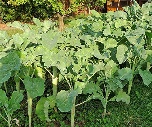 Bodenkur Markstammkohl Kohl Gründüngung 250 Gramm