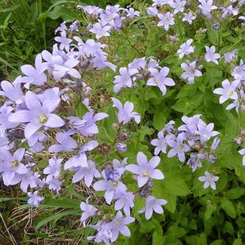 6x Campanula lactiflora 'Prichard’s Variety' – Vaso 9x9 cm – fioritura blu lavanda giardino