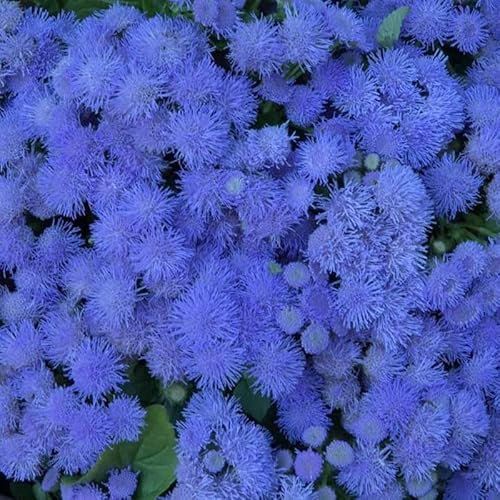1000 Graines Semences - Ageratum - Plante vivace couvre sol ageratum bleu - 103